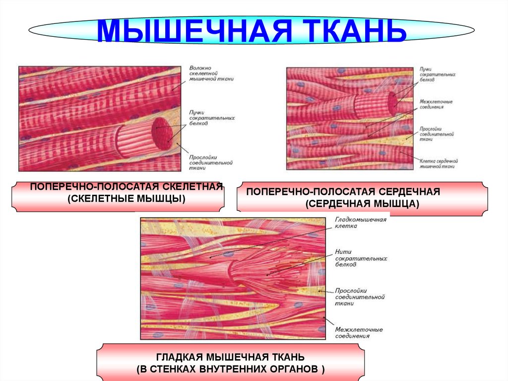 Какой клеточный органоид изображен на рисунке в клетках нервной или гладкой мышечной ткани лучше