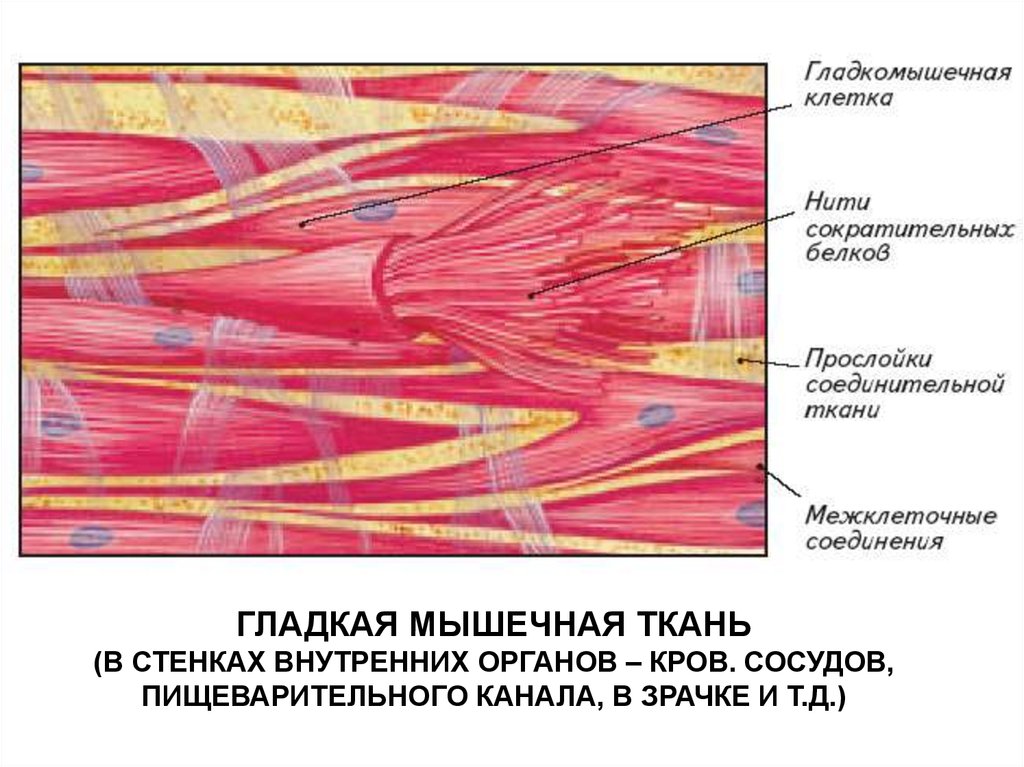 Гладкая мышечная ткань изображение