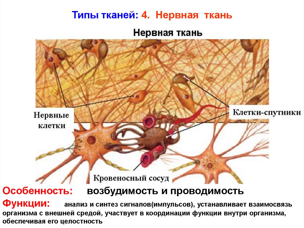 Нервная ткань органы. Нервная ткань расположение строение функции. Тип клеток нервной клетки таблица. Строение нервной ткани животных 5 класс биология. Нервная ткань 5 класс биология.