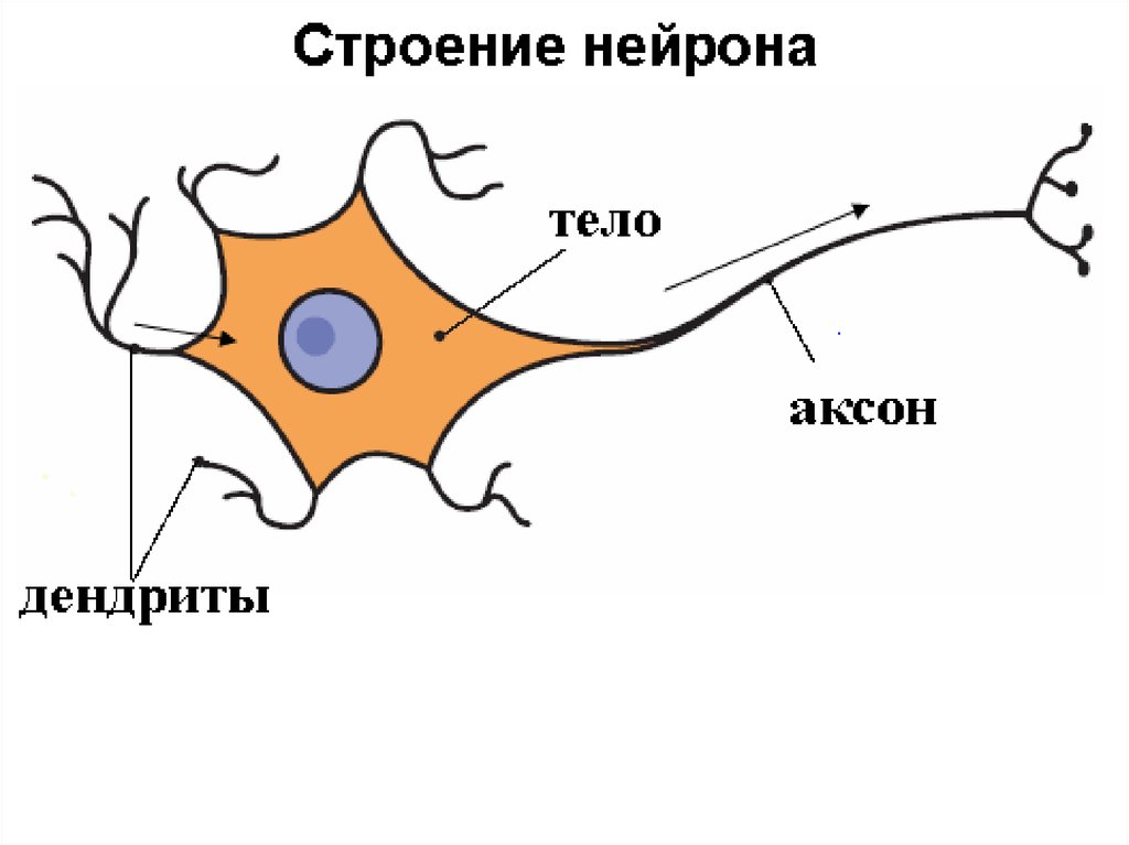 Схема строения нервной клетки