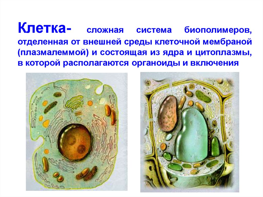 Сложная клетка. Клетка для презентации. Клетку окружает и отделяет от внешней среды. Сложные клетки. Что отделяет клетку от внешней среды.