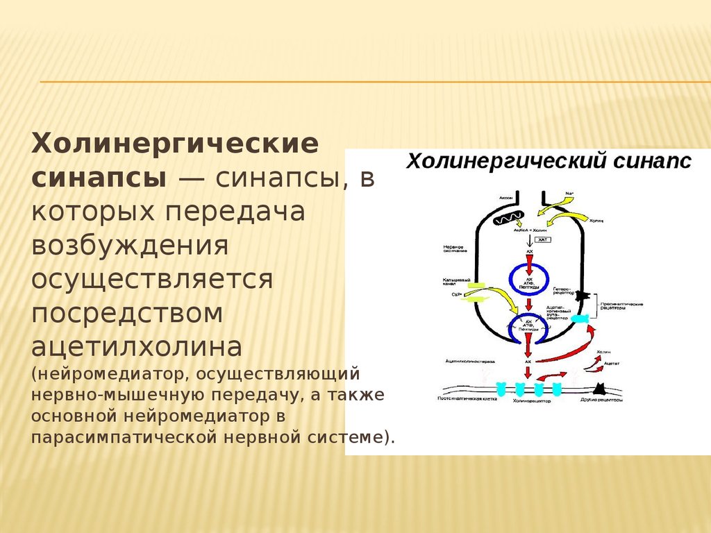 На рисунке изображена схема холинергического синапса объясните роль ионов кальция