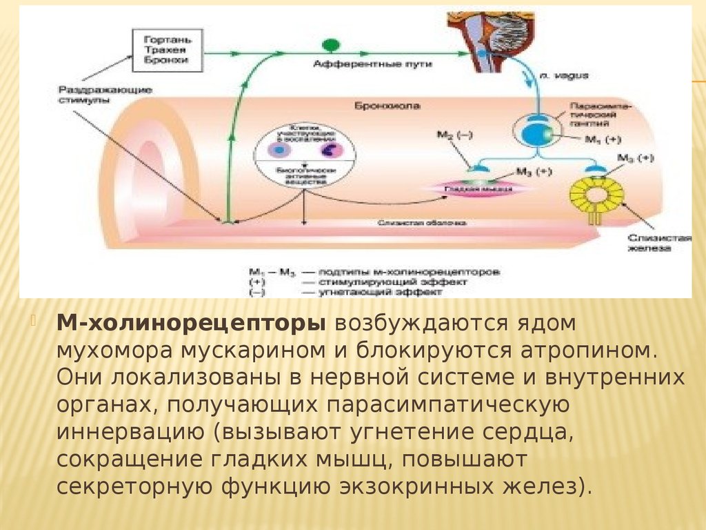 Холинергические синапсы презентация