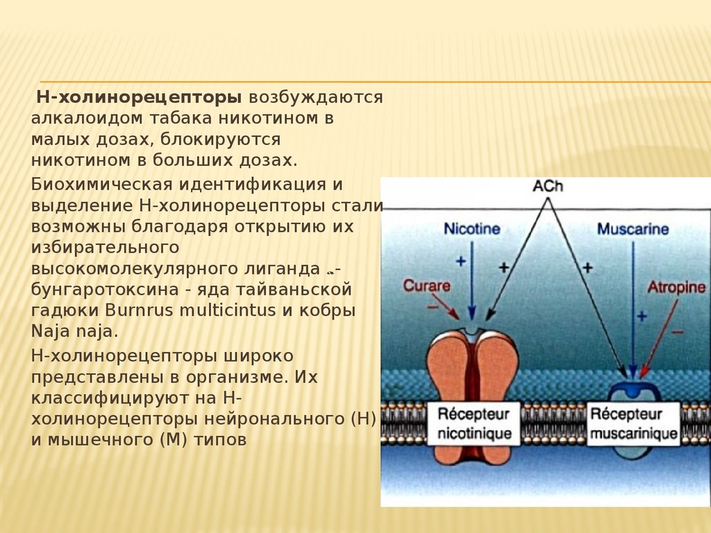 Холинергические синапсы фармакология презентация