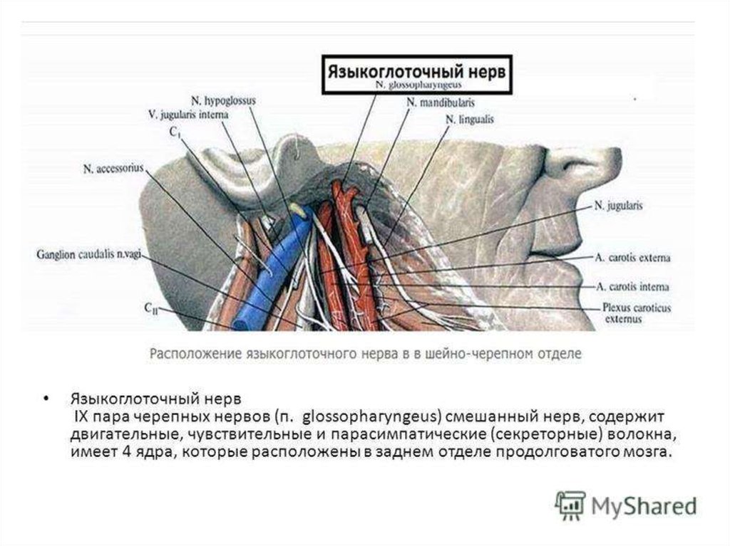 Языкоглоточный блуждающий нерв. Языкоглоточный нерв чувствительные волокна. Ядра языкоглоточного нерва анатомия. IX пара, языкоглоточный нерв. Языкоглоточный нерв Неттер.