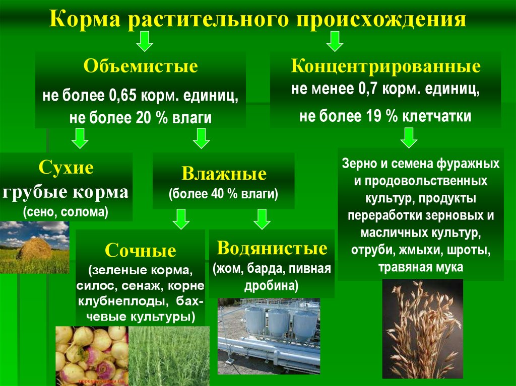 Способы переработки растений. Классификация кормов растительного происхождения. Растительный корм. Концентрированные растительные корма. Основные виды кормов.