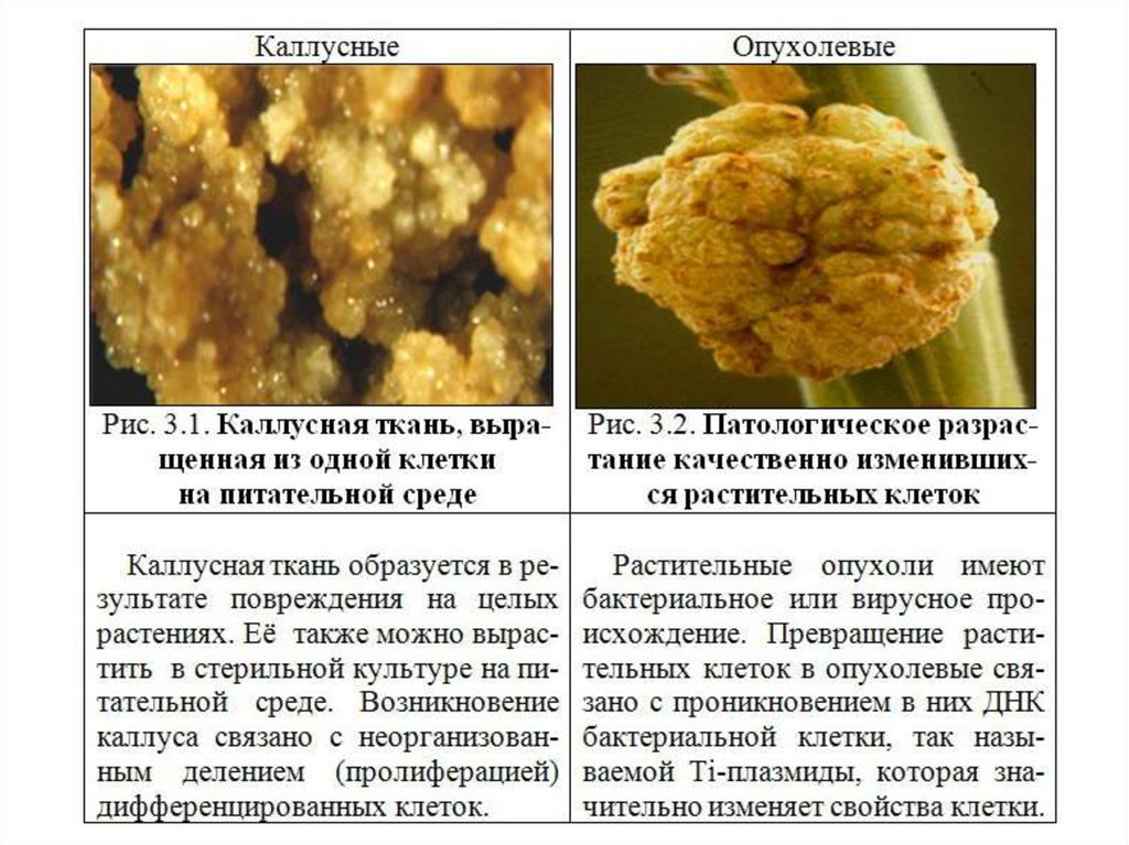 Каллусная ткань презентация