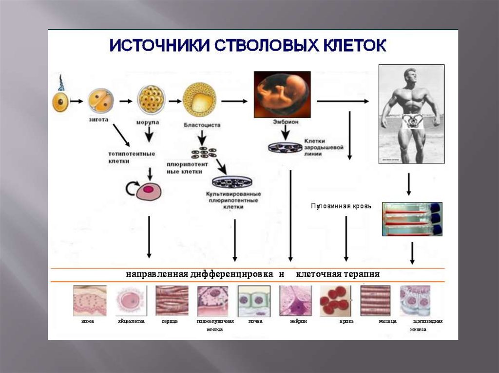 Стволовые клетки и их применение в медицине презентация