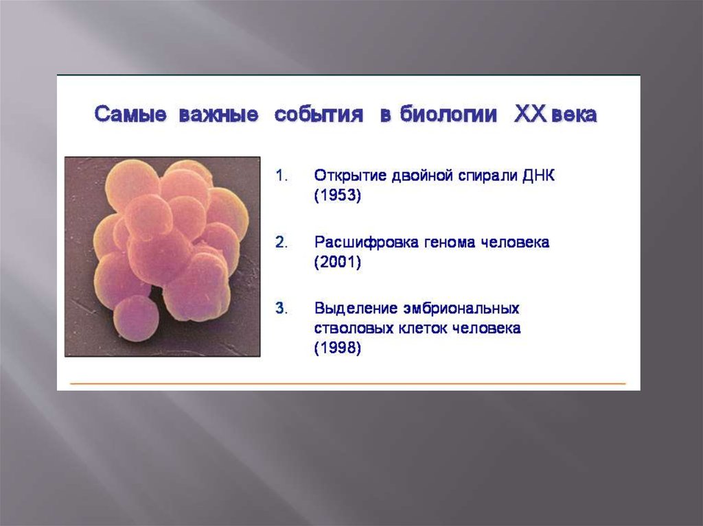 Стволовые клетки в медицине презентация