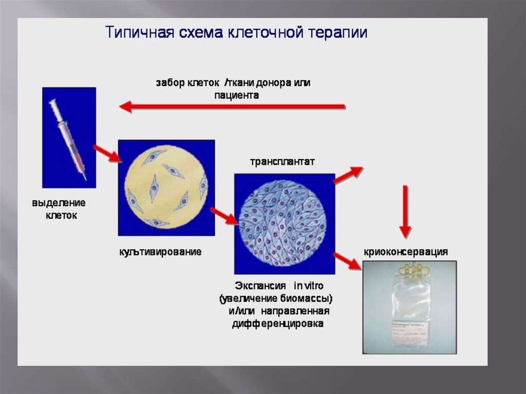 Стволовые клетки и их применение в медицине презентация