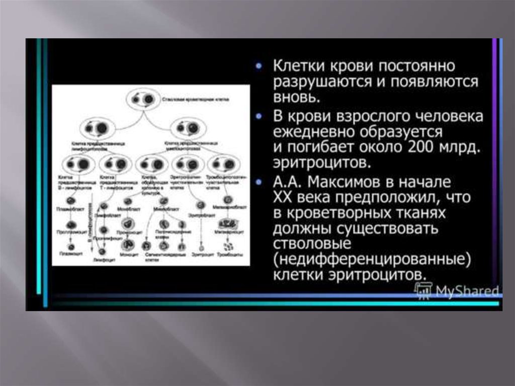 Стволовые клетки и их применение в медицине презентация