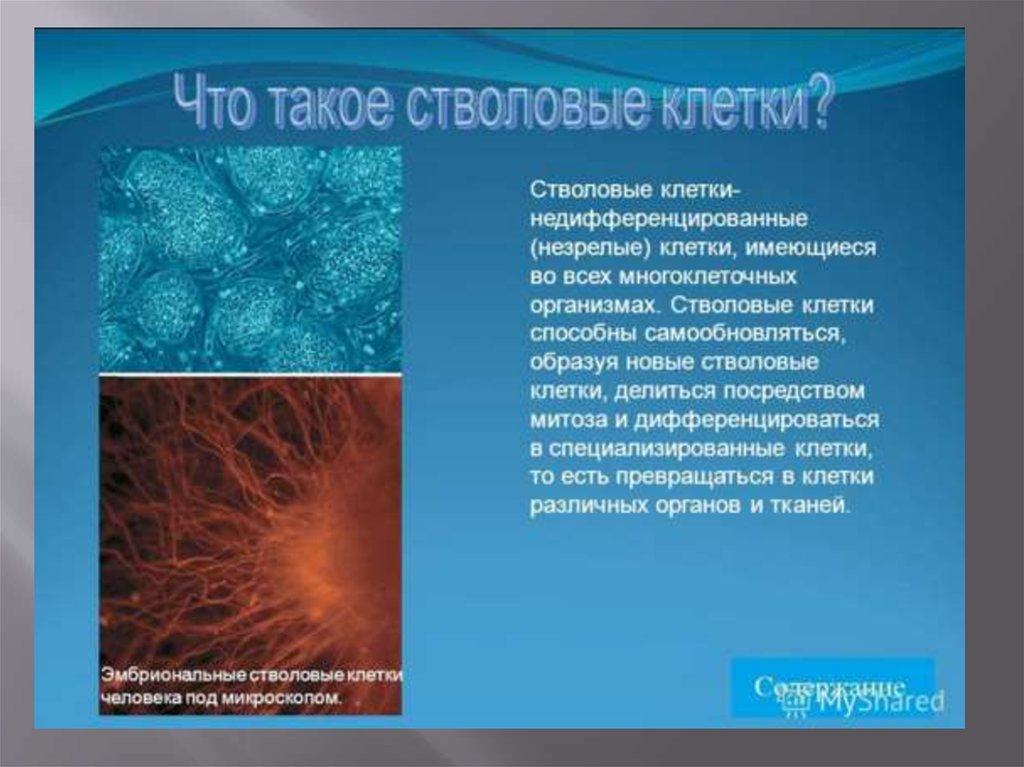 Стволовые клетки отзывы. Стволовые клетки делятся на. Стволовые клетки в медицине. Стволовые клетки и их применение в медицине. Недифференцированные клетки.