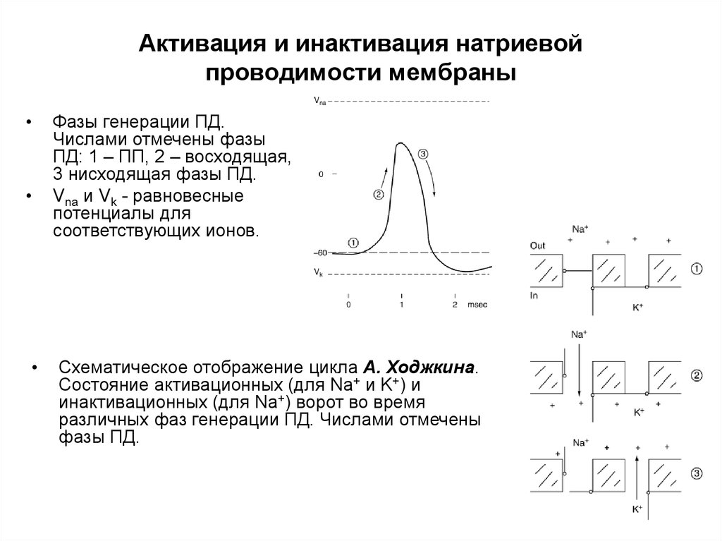 Генерирующие функции. Восходящая фазы и нисходящая фаза Пд кратко. Активационные и инактивационные ворота. Потенциал покоя физиология активационные и инактивационные ворота. Какая фаза потенциала действия формируется с помощью цикла Ходжкина.