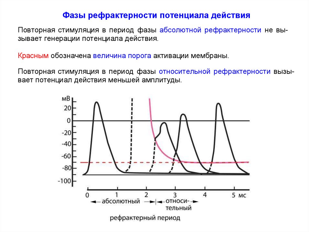 Период фаз. Фаза относительной рефрактерности. Фаза абсолютной рефрактерности. Фазы рефрактерности физиология. Рефрактерный период это в физиологии.