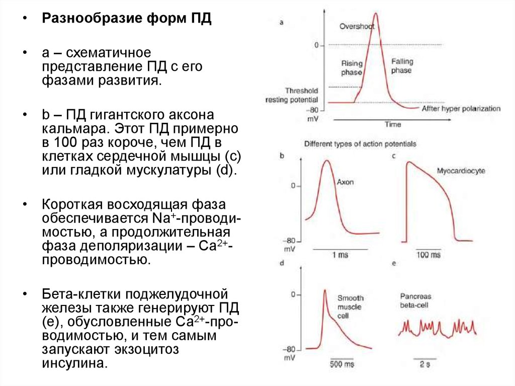 Пд результат. Потенциал действия аксона кальмара. Потенциал действия Аксон. Потенциал действия и его фазы. Способ регистрации потенциала действия на аксоне кальмара.