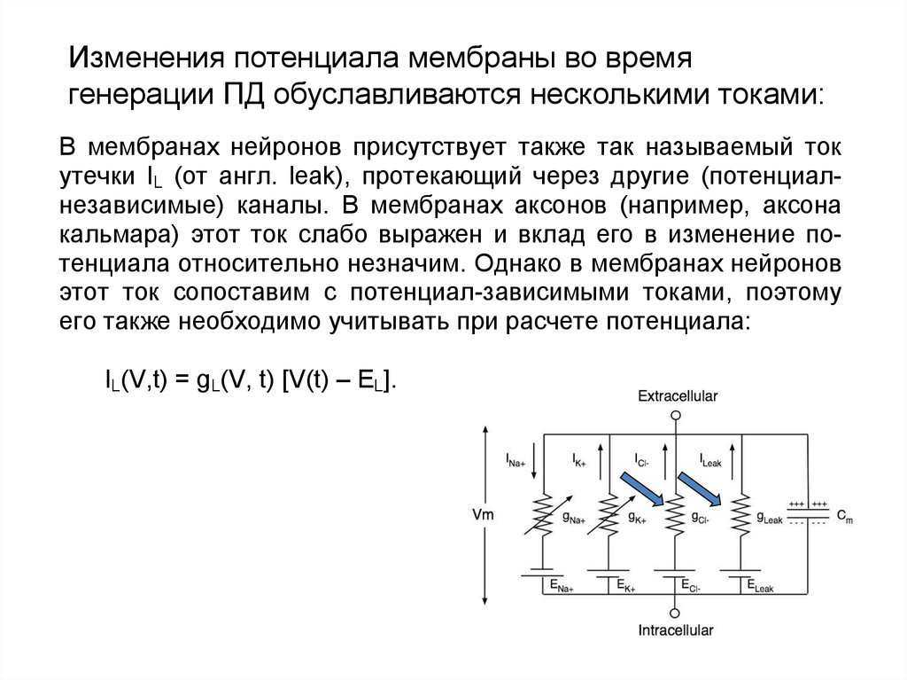 Изменение потенциала. Каналы утечки мембранный потенциал. Ток мембран. Генерация потенциала мембраной.