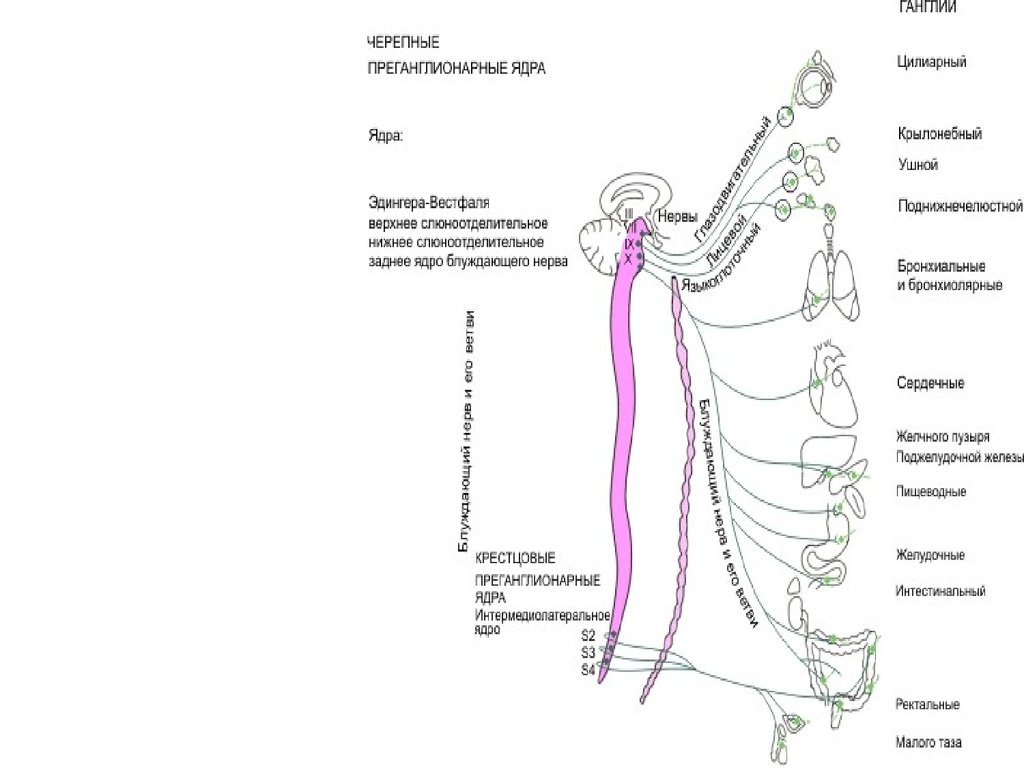 Парасимпатические черепные нервы. Преганглионарные ядра блуждающего нерва. Вегетативное ядро Эдингера Вестфаля. Крестцовые преганглионарные ядра. Заднее ядро блуждающего нерва.