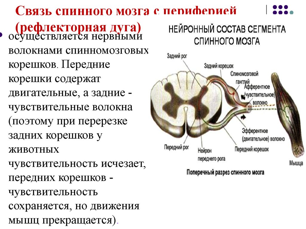 Перерезки спинного мозга. Функции передних и задних Корешков спинного мозга. Задние корешки спинного мозга функции. Строение заднего корешка спинного мозга. Адних Корешков спинного мозга.