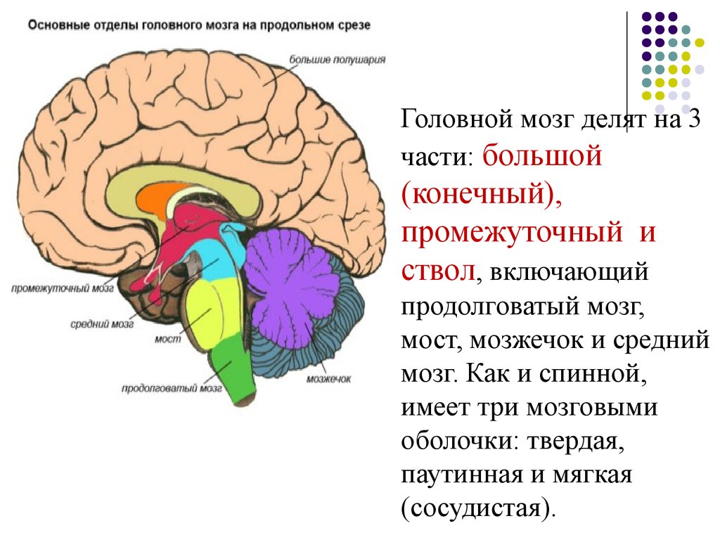 К какому отделу относится головной мозг