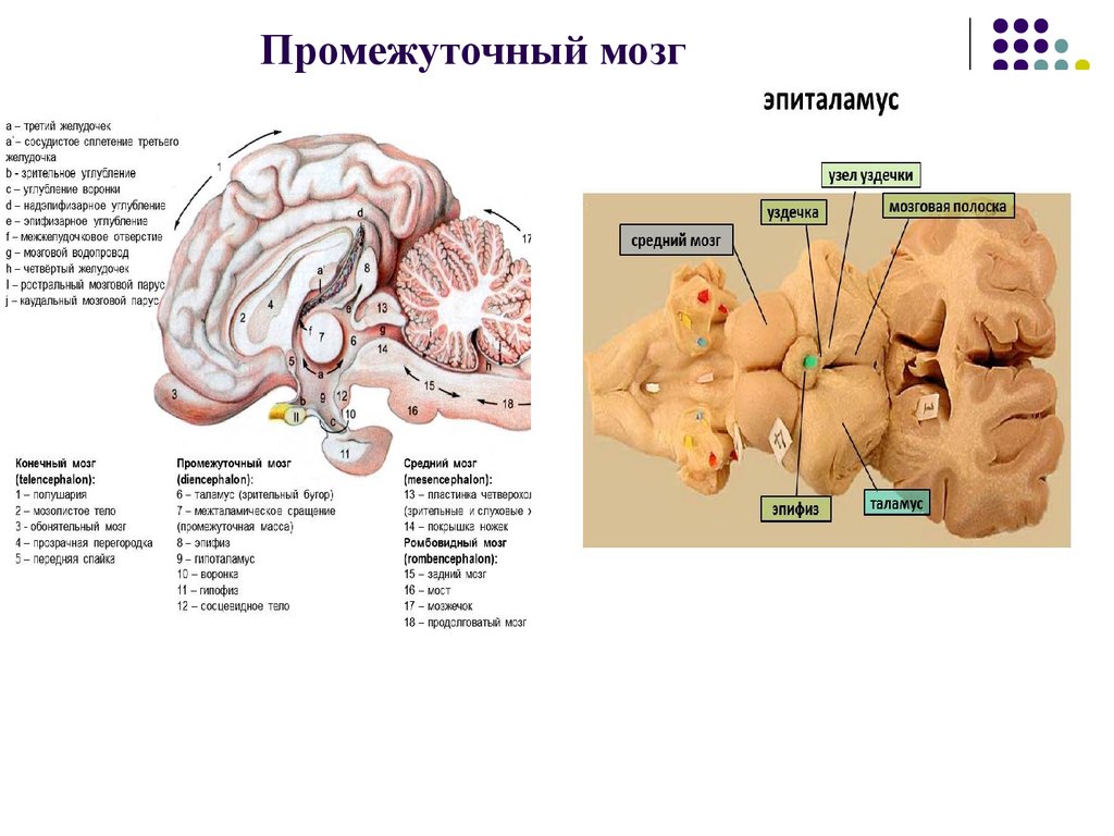 Промежуточный мозг фото