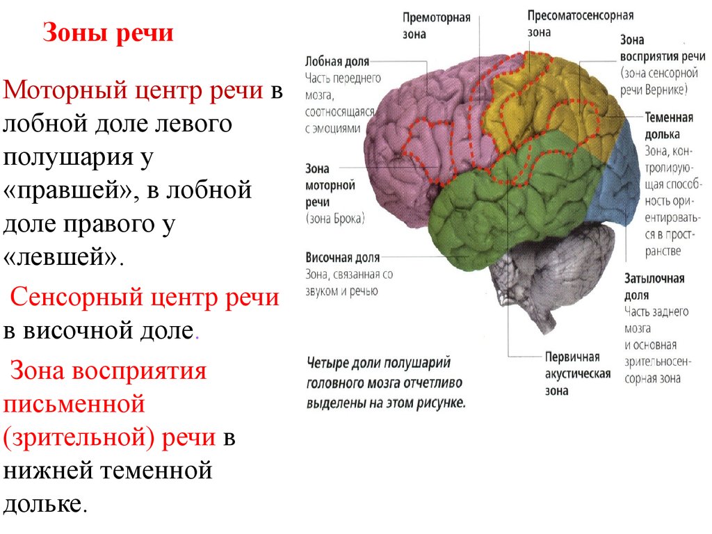 Функции отделов и долей головного мозга. Функции лобной доли головного.