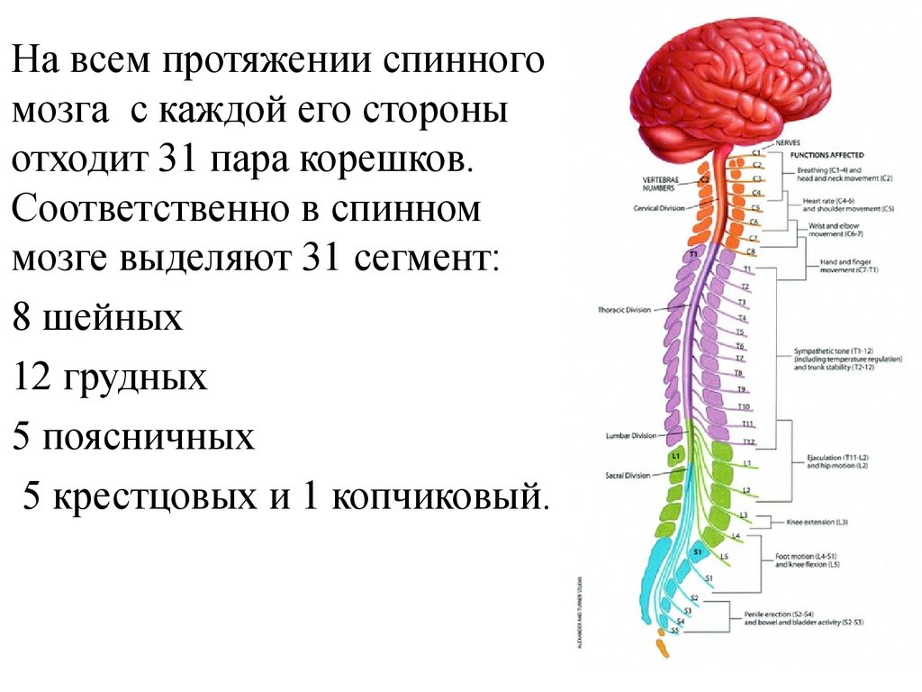 Головной и спинной мозг имеет. Строение спинного и головного мозга. Нервная система головной и спинной мозг схема. Нервная система головного и спинного мозга человека анатомия. Строение центральной нервной системы спинной мозг.