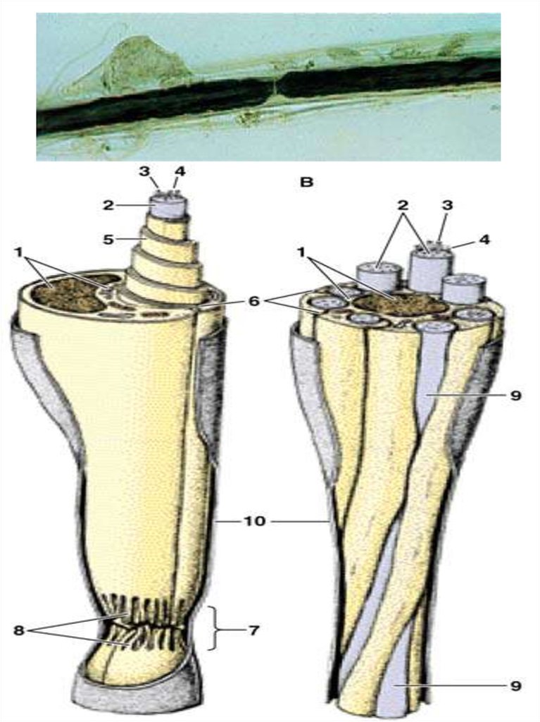 Nervous tissue - online presentation