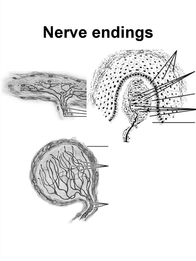 free nerve endings and encapsulated