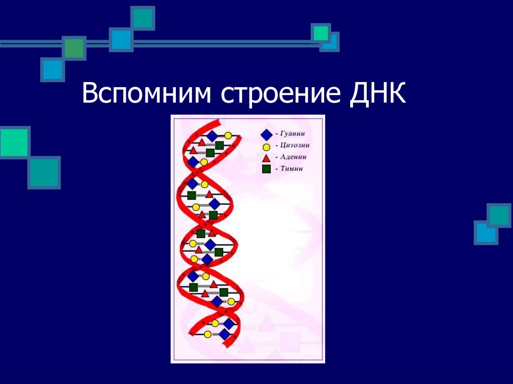 Строение днк презентация