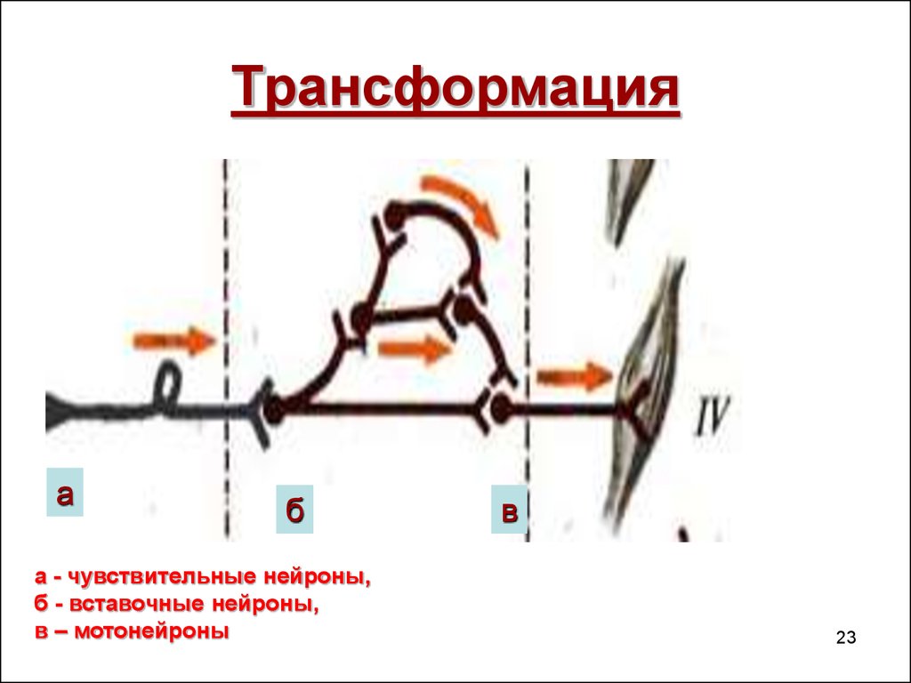 Чувствительные вставочные нейроны. Окончания чувствительного нейрона. Чувствительные веточки вагуса являются вставочными нейронами.