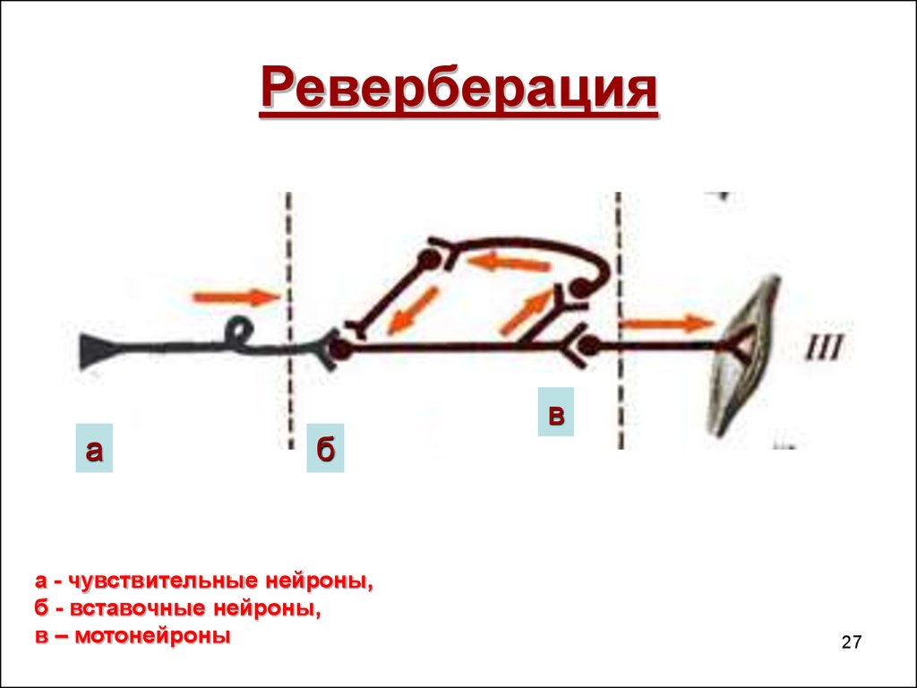 Реверберация это. Реверберация физиология. Реверберация схема. Реверберация возбуждения. Реверберация звука это.