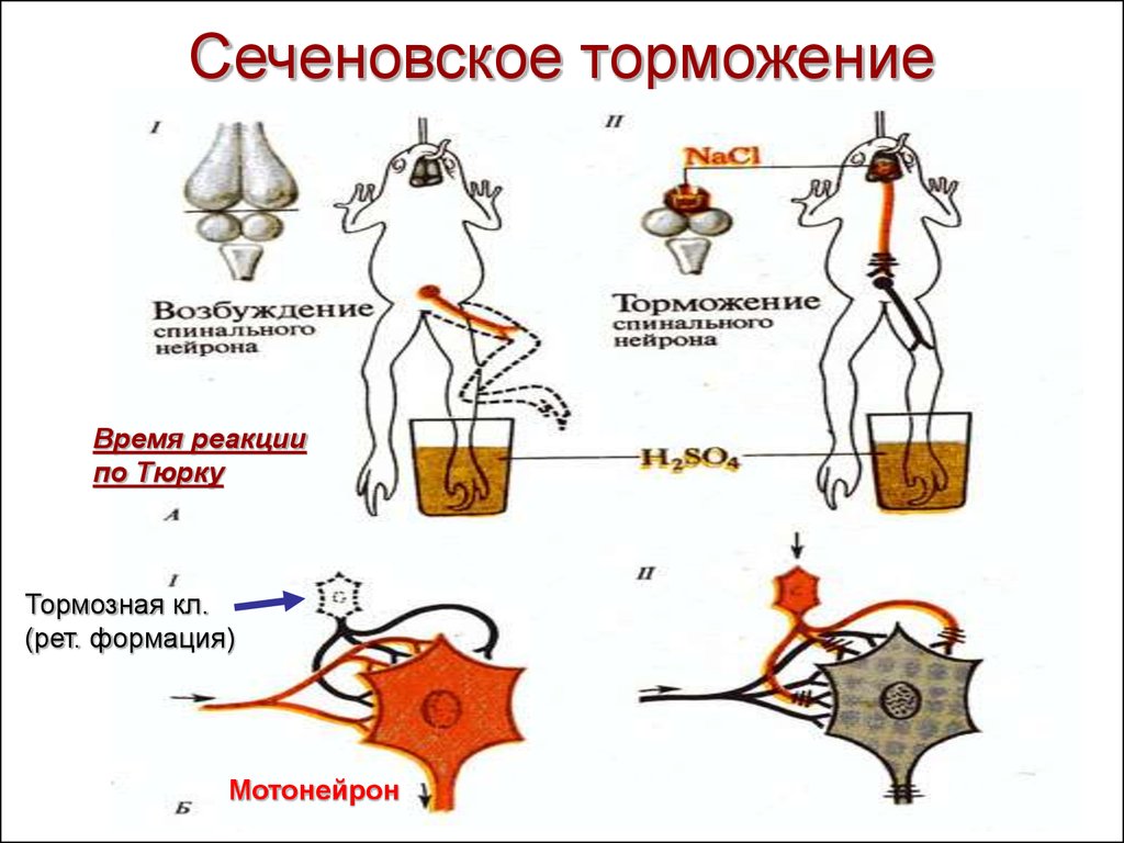 День возбуждения. Активность α-мотонейронов тормозят. Электрограмма процесса торможения спинального мотонейрона. Отсутствие торможения мотонейронов. Высшие и низшие мотонейроны.