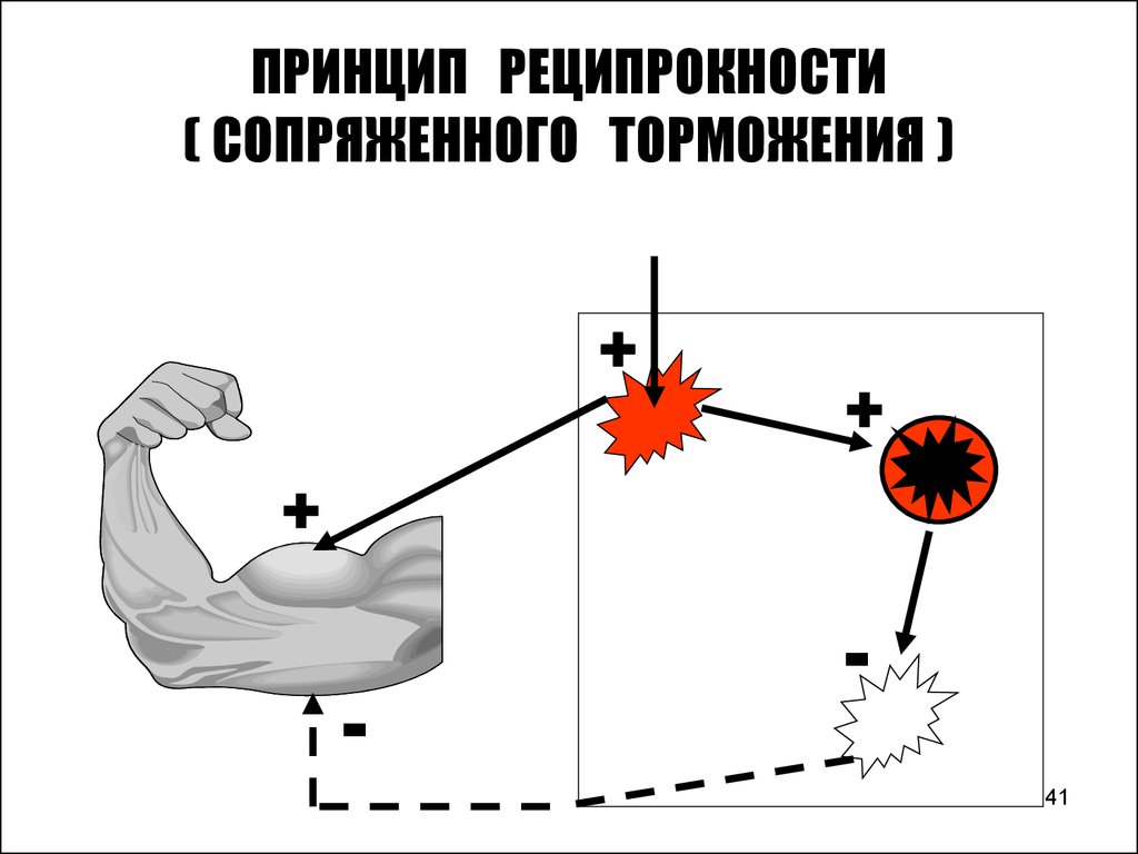 Принцип со. Принцип реципрокности. Принцип реципрокного торможения. Принцип реципрокности физиология. Принцип реципрокности в ЦНС.