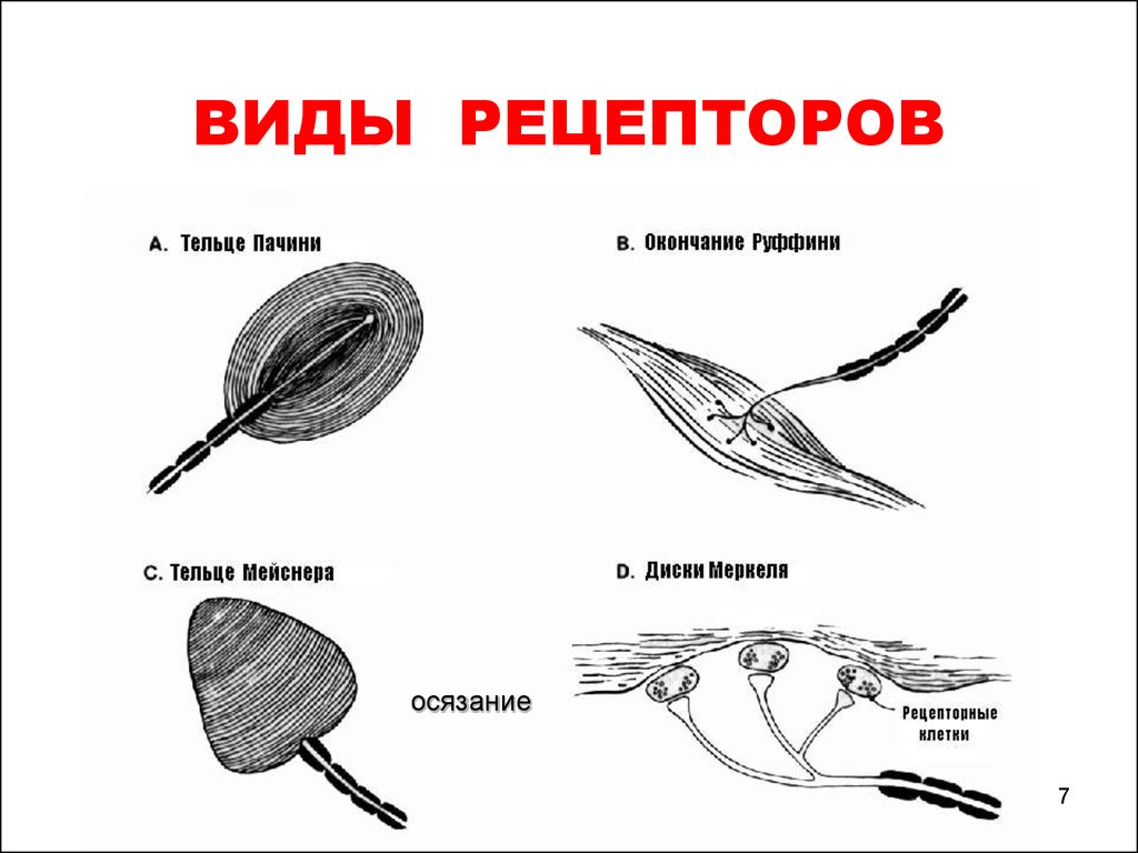 Виды рецепторов