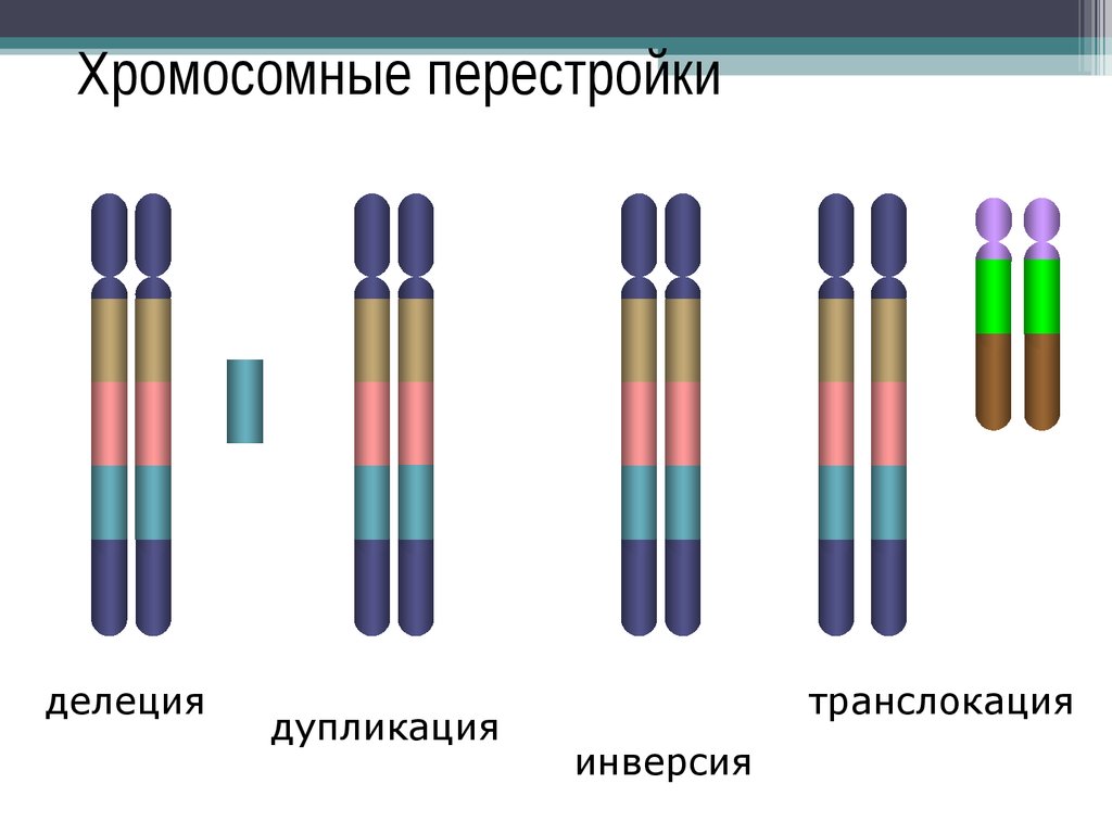 Рассмотрите фотографии хромосомных мутаций делеции инверсии дупликации