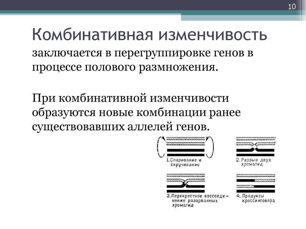 Описание комбинативной изменчивости