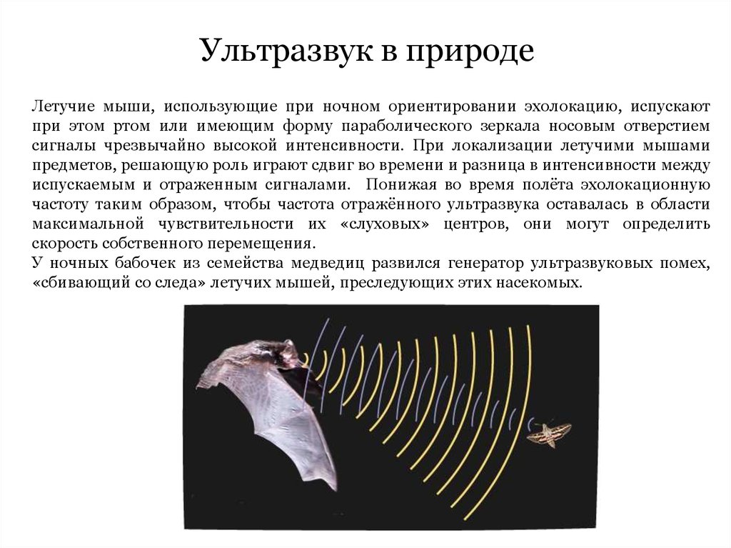 Ультразвуковые радары животных называют ультразвук. Ультразвук в природе эхолокация. Ультразвук и инфразвук это эхолокация. Ультразвук и инфразвук физика. Ультразвуковая эхолокация в природе и технике.
