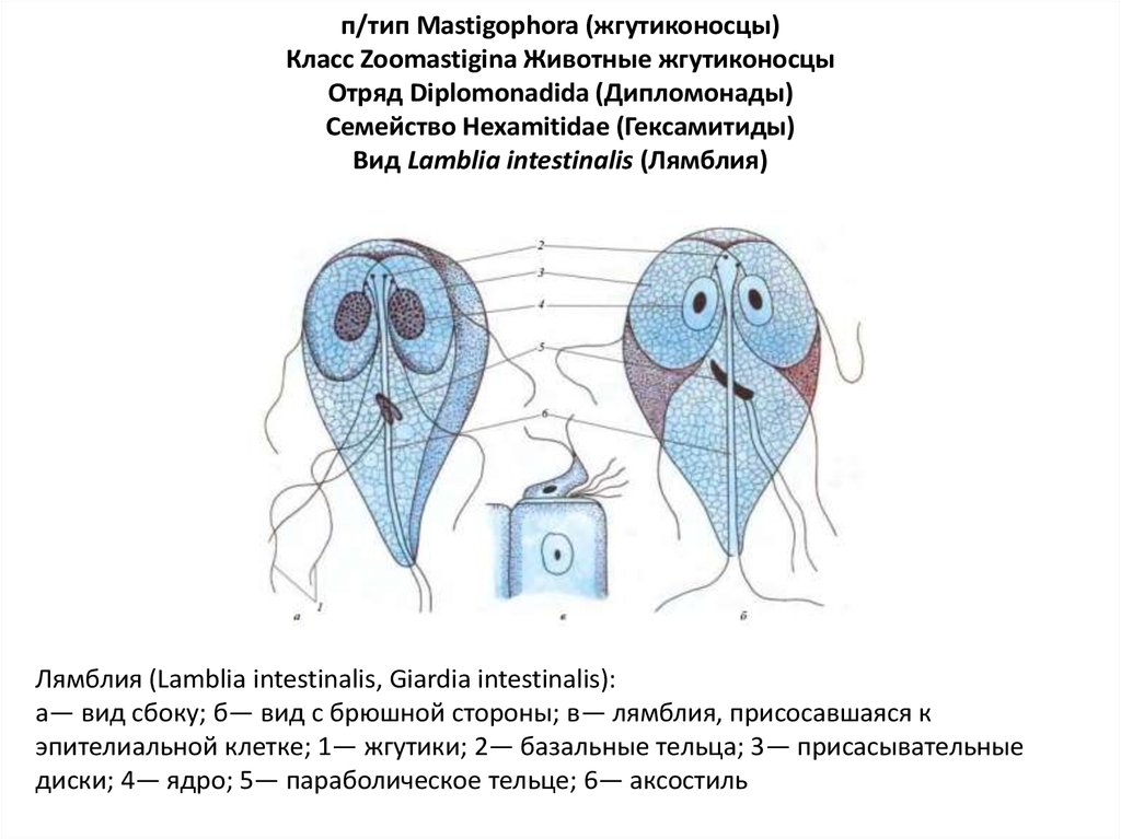 Лямблия тип. Лямблия параболическое тельце. Лямблия интестиналис Тип класс. Параболическое тельце у лямблии. Жгутиконосец lamblia intestinalis.