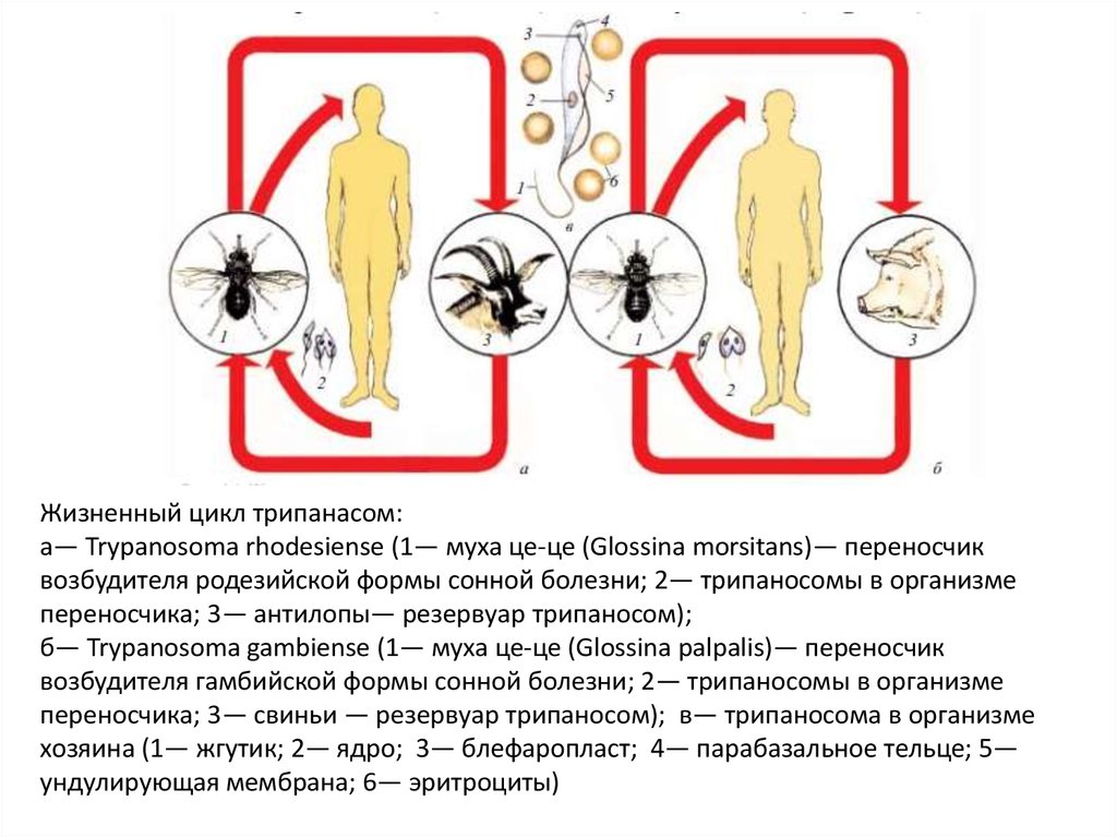 Жизненный цикл возбудителя. Trypanosoma rhodesiense жизненный цикл. Муха це це трипаносомы жизненный цикл. Трипаносомы цикл Муха ЦЕЦЕ. Цикл развития возбудителя африканского трипаносомоза.