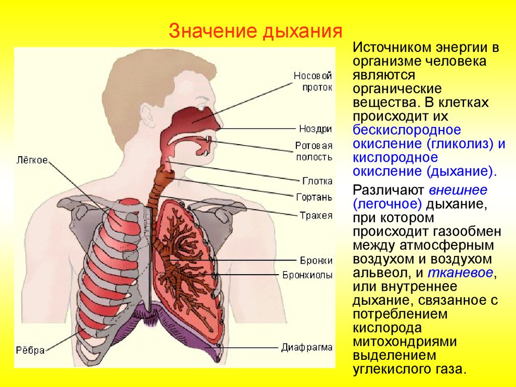 Какие органы принимают участие в дыхании. Строение органов дыхания. Строение системы дыхания. Строение органов дыхательной системы. Дыхание строение органов дыхания.
