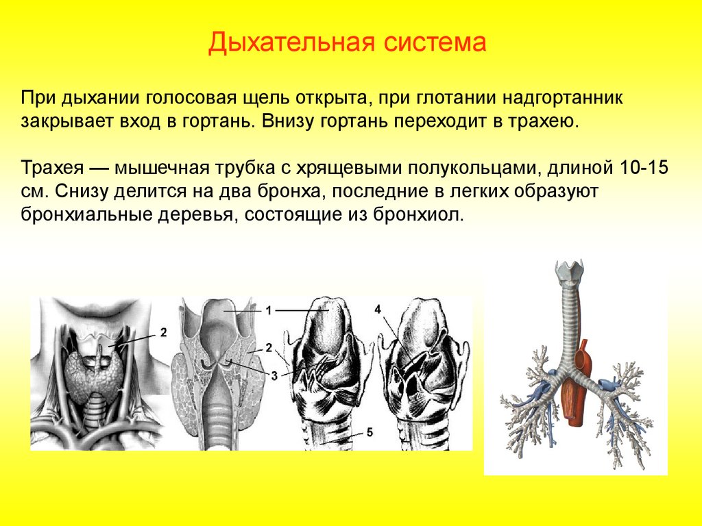 Легкие образованы. Голосовая щель при вдохе. Голосовая щель при дыхании. Межхрящевая часть голосовой щели. Строение голосовой щели и её функции:.