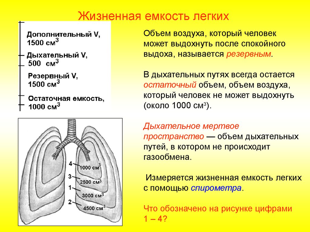 Вдох функции. Органы дыхания. Особенности строения органов дыхания. Схема легочного дыхания. Дыхательная емкость легких.