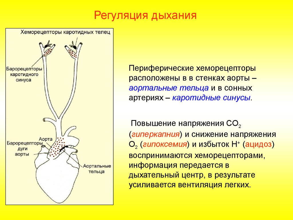 Возбуждение дыхательного центра. Регуляция дыхания Центральный хеморецептор. Хеморецепторы в регуляции дыхания. Барорецепторы и хеморецепторы. Иннервация периферических хеморецепторов.