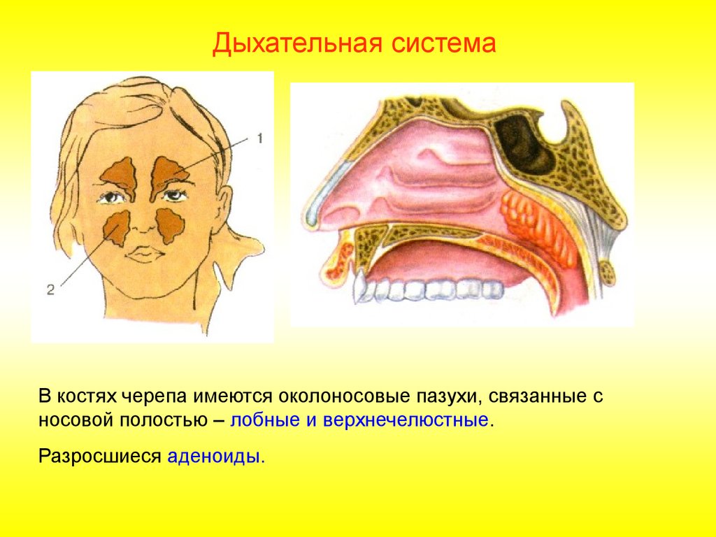 Дыхательная система полость носа