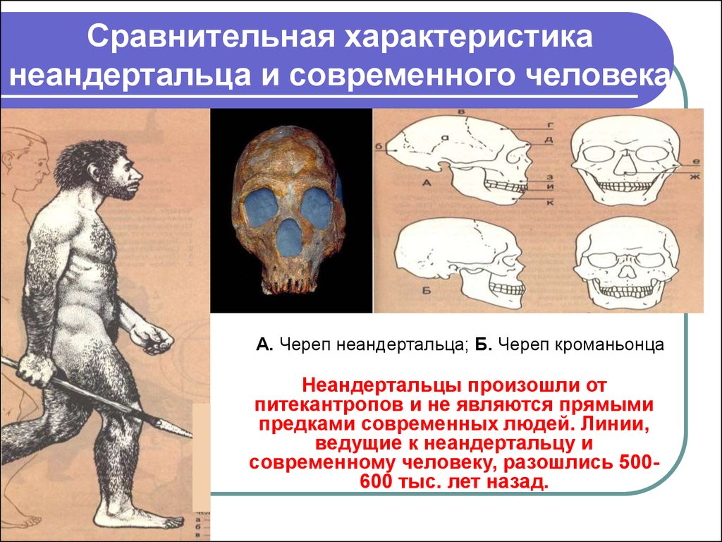Кроманьонец относится к древним людям. Череп неандертальца и кроманьонца. Череп неандертальца и современного человека. Череп кроманьонца и современного человека. Форма черепа неандертальца.
