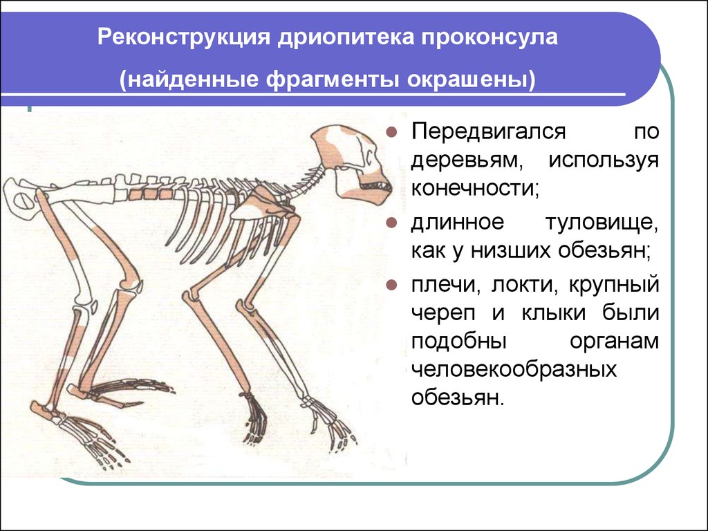 Шимпанзе передняя конечность. Строение черепа дриопитека. Скелет дриопитека. Проконсул и дриопитек. Дриопитек анатомия.