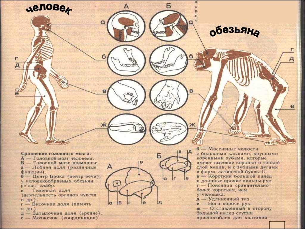 Изменение таза в ходе эволюции. Сходство человека и обезьяны. Шимпанзе и человек сходство. Строение человекообразных обезьян. Сходство человека с приматами.