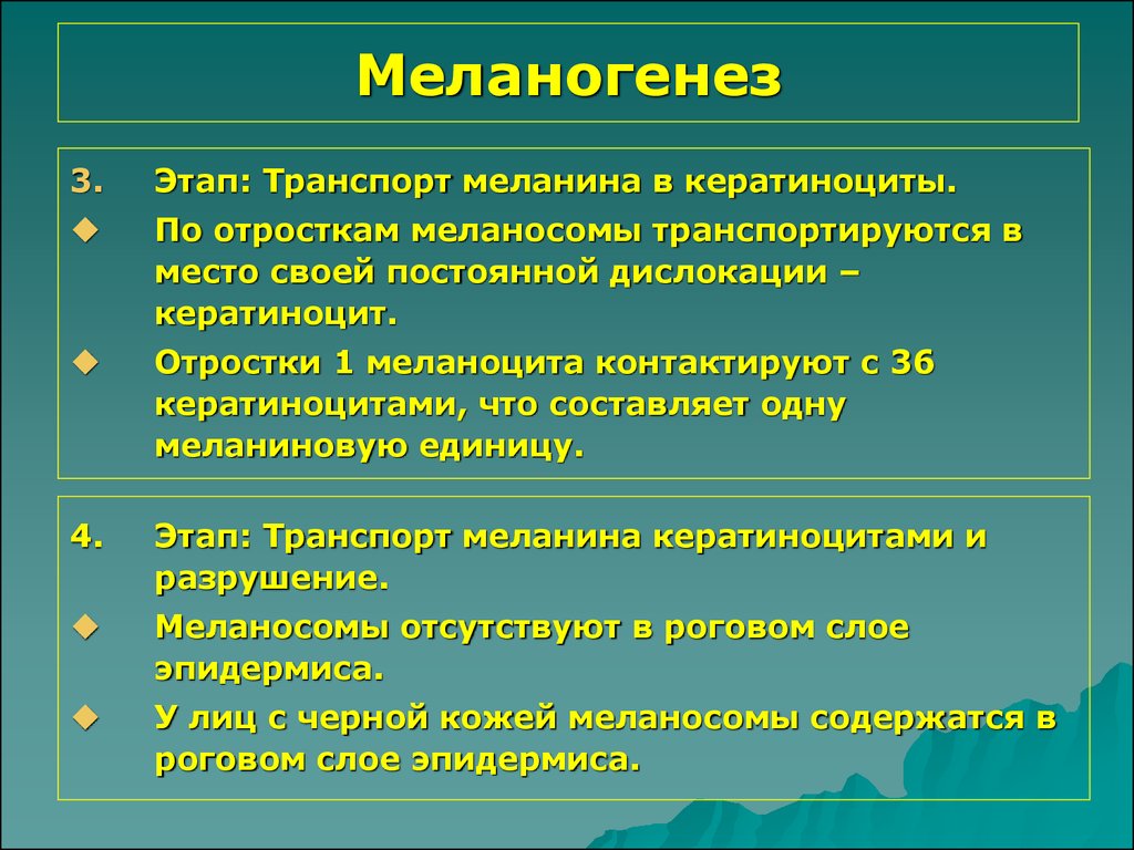 Предшественник меланина. Меланогенез. Стадии меланогенеза. Меланогенез кожи. Образование меланина.