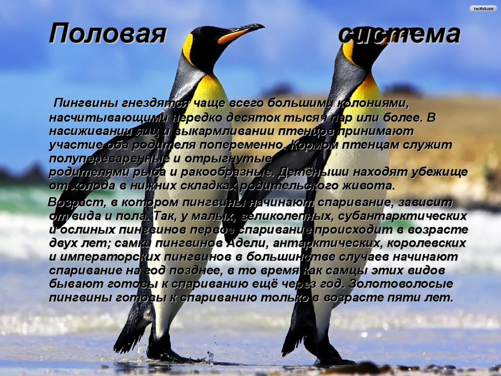 Императорские пингвины факты. Описание пингвина. Доклад про пингвинов. Строение пингвина. Класс птицы пингвины.