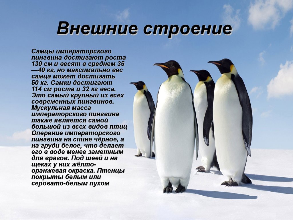 Рассказ про пингвина 1 класс. Описание пингвина. Строение пингвина. Пингвины презентация. Доклад про пингвинов.